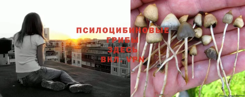 Галлюциногенные грибы Psilocybe  купить наркотик  Вологда 